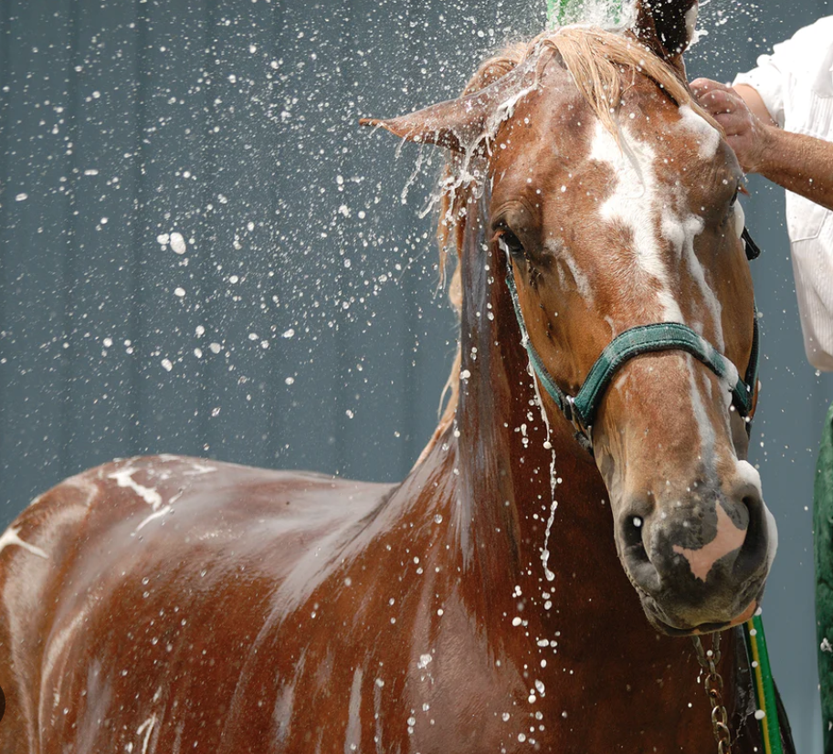 Feeding Straw To Horses